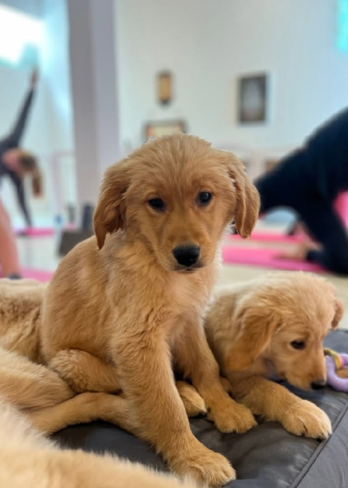 Puppy Paws Yoga - Ann Arbor, MI
